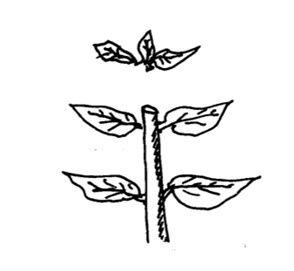 The diagram below illustrates a method of pruning.