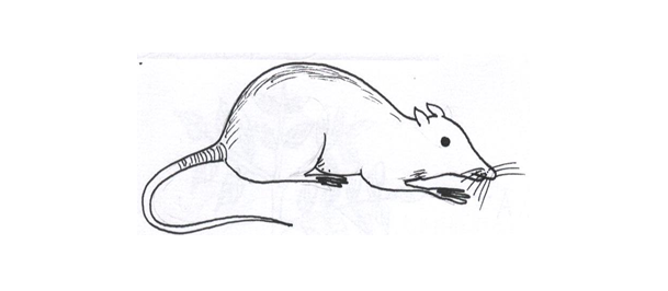 Rat / Rattus   norvegicus 